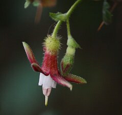 Ribes menziesii flower